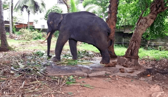 Indignación por hombres que azotan a elefante en templo budista [VIDEO]