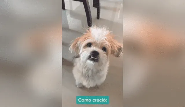 Facebook viral: adopta un pequeño perro shitzu, pero con el tiempo descubre que era otra raza [VIDEO]