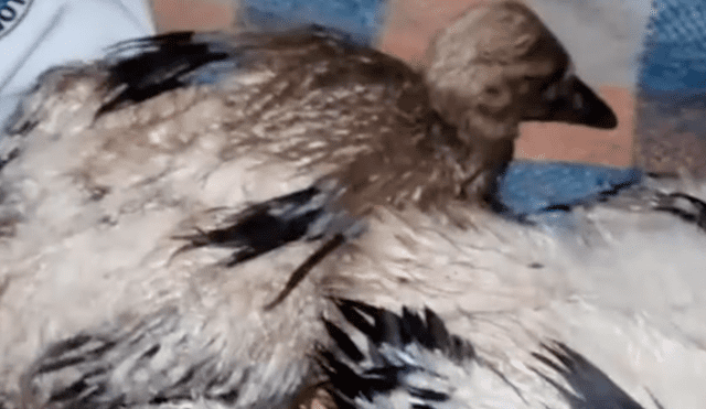 YouTube viral: cigüeña arriesga su vida y protege a sus polluelos tras incendio de su nido [VIDEO]