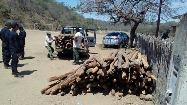 Tumbes: intervienen acopio de madera obtenida por tala ilegal