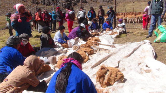 Huancavelica: comunidades vicuñeras ganaron más de 1 millón por contrato con empresa italiana “Loropiana”