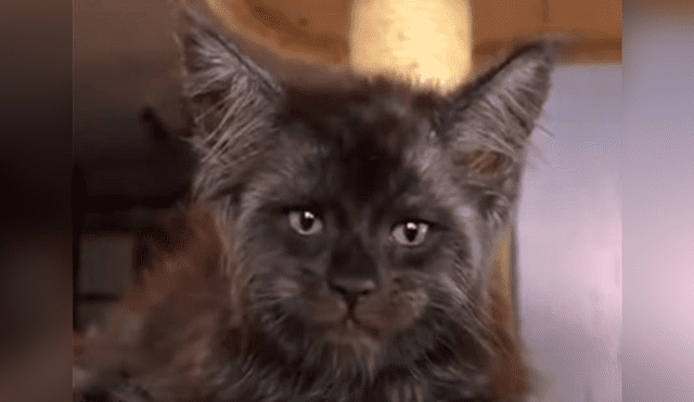 ‘Valkyrie’, el gato con cara de humano que tiene confundido a usuarios [VIDEO]