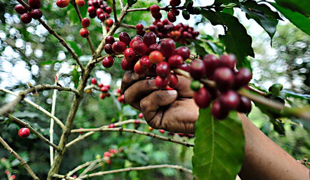 Presentarán Plan Nacional del Café para su cultivo sostenible y prevención de la deforestación
