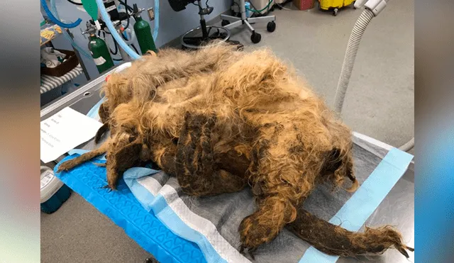 Facebook viral: perro callejero con abundante pelo es rescatado y su sorprende cambio de ‘look’ emociona a miles