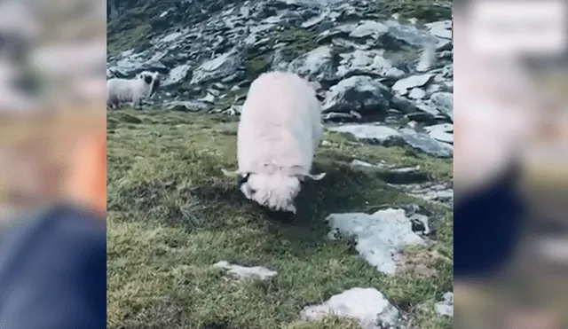 En YouTube, un joven daba un paseo por los campos de Suiza y encontró un enorme animal peludo.