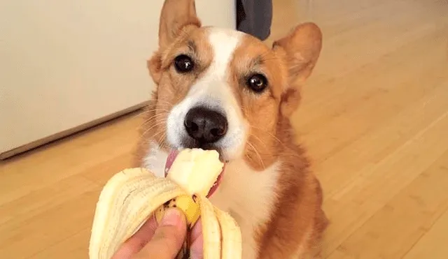 ¿Puede tu perro comer plátano? Mira lo que dicen los expertos
