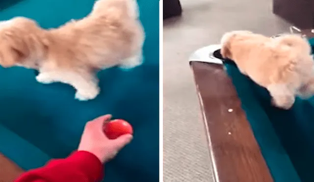 Facebook viral: perro no toleró que su dueño juegue al billar, decide interrumpirlo y sufre accidente [VIDEO]