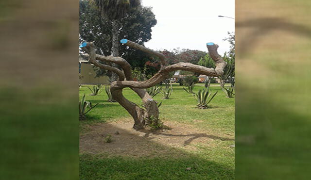 Arboricidio en parque de Cercado de Lima