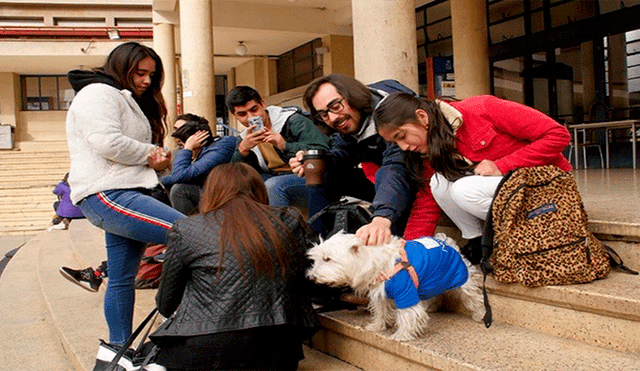 Facebook: universidad presenta a perrita que ayudará a aliviar el estrés en los alumnos [FOTOS]