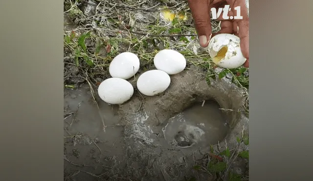 Desliza hacia la izquierda para ver los peces que aparecen en el video viral de Facebook.