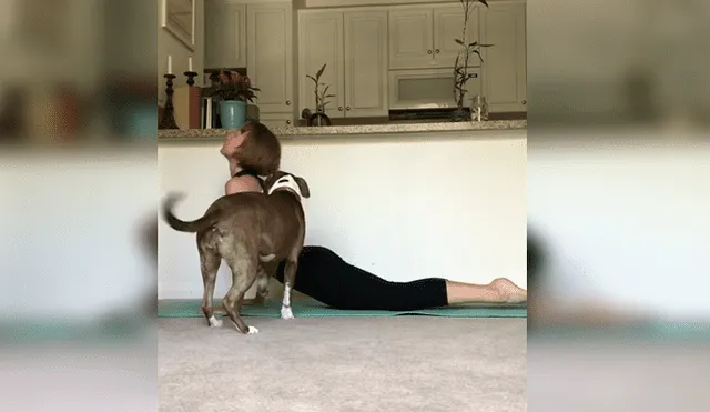 Bailarina profesional protagonizó un divertido ‘blooper’ cuando intentaba grabar su rutina de yoga y fue sorprendida por su mascota