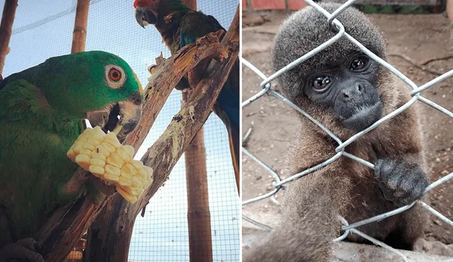 Zoológicos piden ayuda para alimentar animales de Piura.