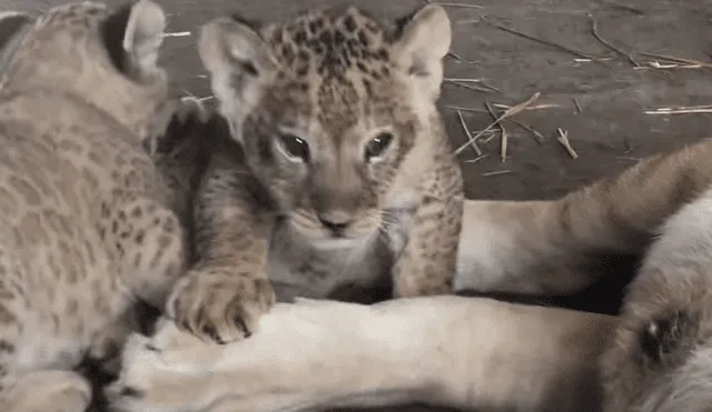 Cuidador de leones ingresa a jaula de familia de felinos, sin imaginar lo que pasaría al acercarse.