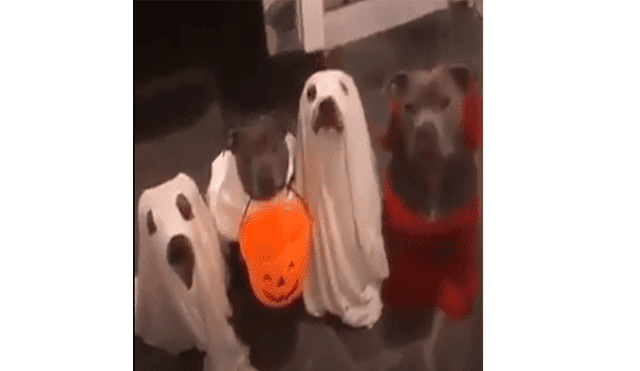 Acude a su puerta y encuentra a sus perros listos para celebrar Halloween [VIDEO]