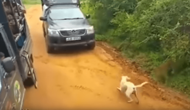 YouTube viral: perro ingresa a peligroso campo de depredadores, aparece leopardo y sucede lo peor [VIDEO] 