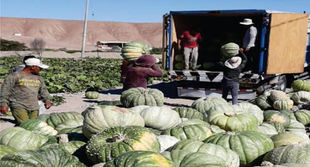 Tacna: alistan exportación de 2.500 toneladas de zapallo a Chile