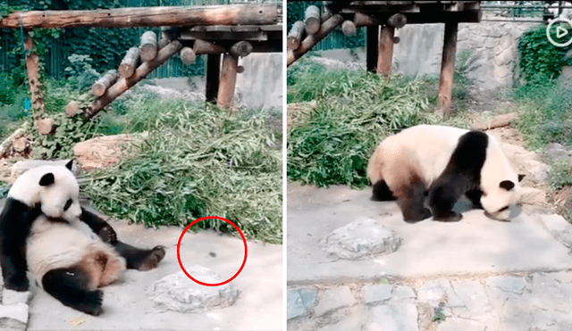 Indignación por turistas que lanzan piedra a panda por diversión