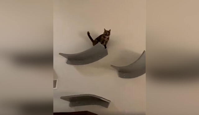 Desliza las imágenes para observar la destreza de un gato al saltar de forma rápida por unas rampas. Foto: captura de TikTok