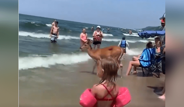 Bañistas se encuentran 'cara a cara' con ciervo dentro de playa.
