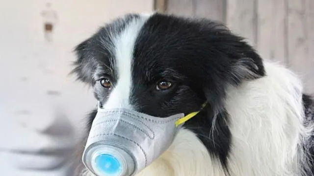 China: colocan mascarillas a perros para protegerlos del coronavirus [FOTOS]