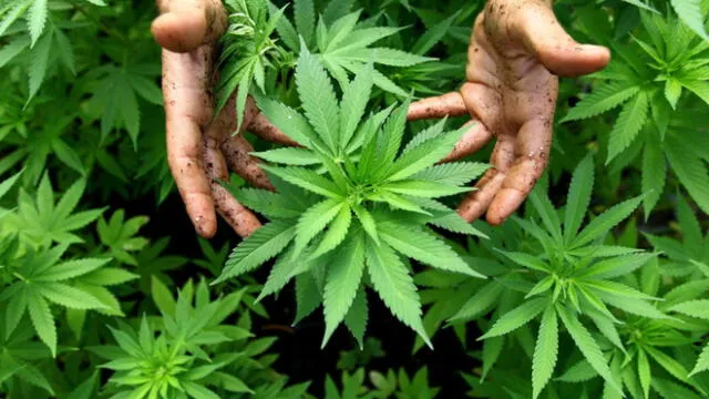 Marihuana: Venta de productos legales llegará a 200 mil millones en 15 años 