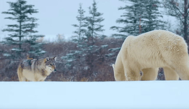 Los lobos acorralaron a la enorme criatura que descansaba tranquilamente sobre la nieve. Foto: National Geographic