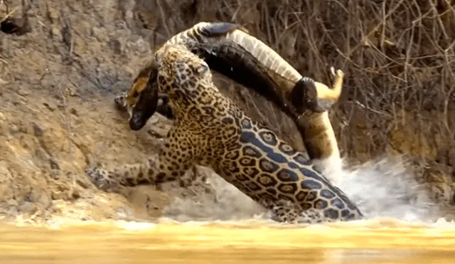 Un turista grabó en un video viral de YouTube el feroz ataque que sufrió un cocodrilo en las garras de un hambriento jaguar que ingresó al lago para cazarlo.
