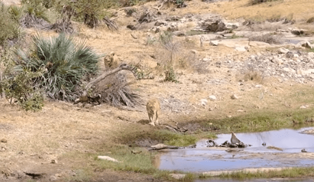 Desliza hacia la izquierda para ver el enfrentamiento de una manada de hienas con leones. Video es viral en YouTube.