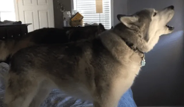 Video es viral en TikTok. Mujer grabó el singular comportamiento que tuvo el can cuando intentó levantarlo de la cama. Fotocaptura: YouTube