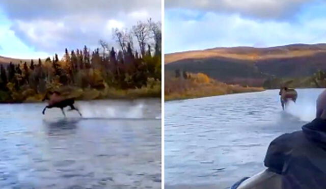 Desliza hacia la izquierda para ver más imágenes de este impresionante momento captado en un río de Alaska. (Foto: captura de YouTube)