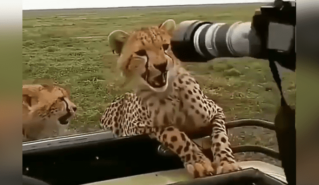 Desliza hacia la izquierda para ver el temible encuentro de un fotógrafo con los guepardos, escena que es viral en Facebook.
