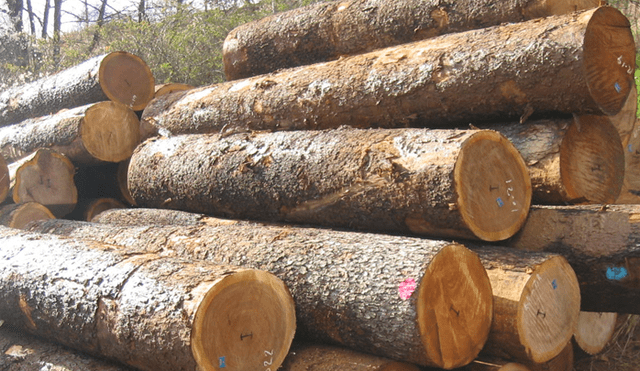 Produce: Se han invertido más de 6 millones de soles en el sector forestal y mueble