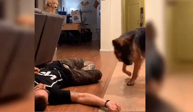 Hombre se desvaneció delante de sus mascotas para ver cómo reaccionaban en caso necesitara ayuda. El curioso desenlace se hizo viral en Facebook