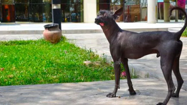 El ‘perro sin pelo’, la historia de cómo se convirtieron en patrimonio cultural 