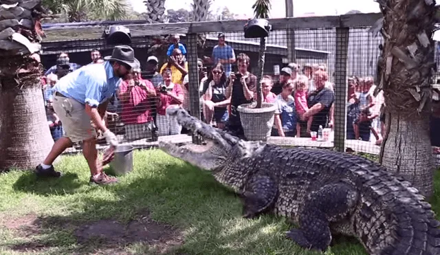 Cuidador ingresa a recinto de gigantesco cocodrilo.