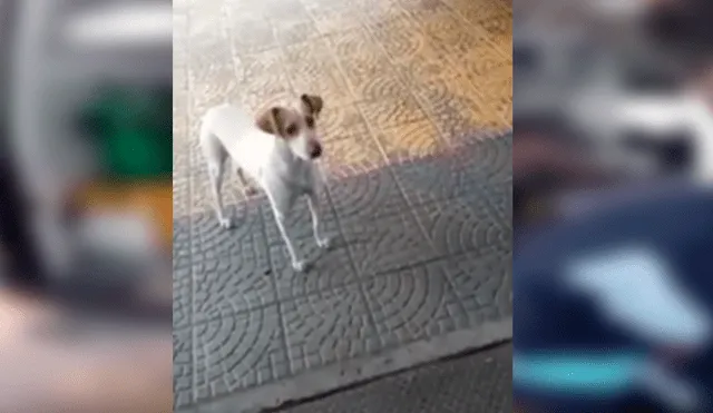 En Facebook, un perro conmovió con su reacción al mantenerse junto a su dueño en los momentos difíciles.