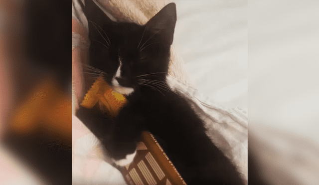 Video es viral en YouTube. La dueña del gato estaba buscando la barra de chocolate que había dejado en su cama, cuando se percató de la curiosa conducta del felino