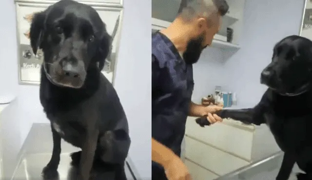 Facebook viral: Perro acude al veterinario y demuestra su "valentía" a las inyecciones [VIDEO]