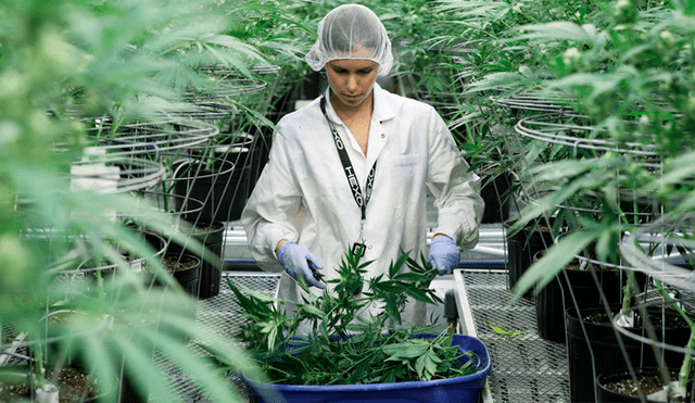Una empleada recolecta tallos de plantas de cannabis en las instalaciones de Hexo Corp en Gatineau, Quebec, Canadá, 26 de septiembre de 2018. Chris Wattie / Reuters