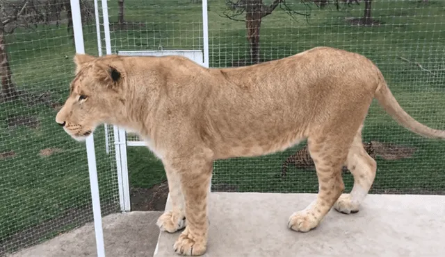 Un video mostró el peculiar momento en el que un hombre ingresa a la jaula de unos feroces leones.