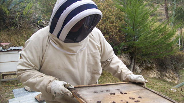 Importación de abejas no pone en riesgo producción apícola de Perú