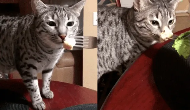Facebook viral: mira los videos del gato más asquiento del mundo que conquista Internet