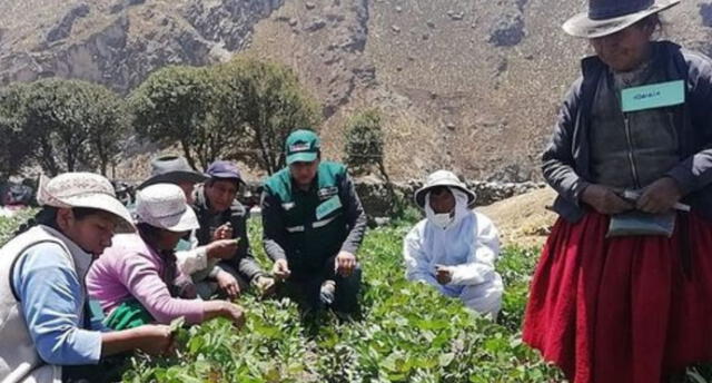 Agricultores de Arequipa reemplazarán plaguicidas por insectos.