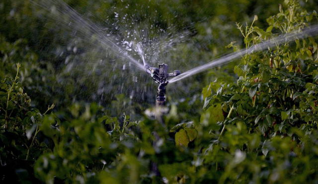Día del agua: ¿Cómo reducir la pérdida hídrica en la agricultura?