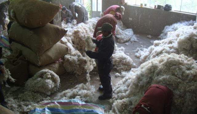 Huancavelica: comuneros venden más de 900 quintales de fibra de alpaca a empresa arequipeña