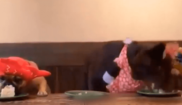 Facebook viral: cumpleaños de perro se arruinó por egoísmo del mimado cachorro [VIDEO]