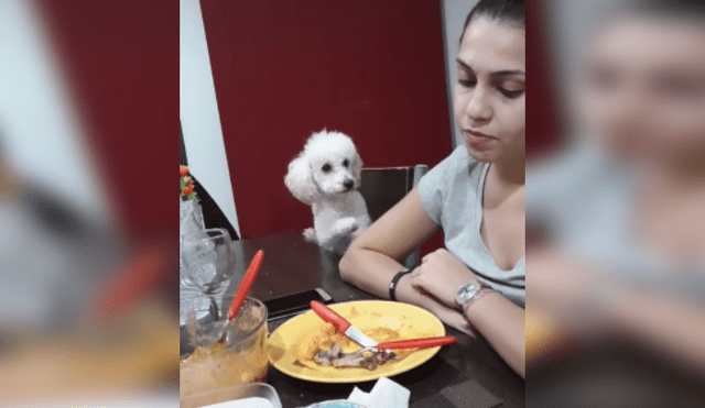 Desliza hacia la izquierda para ver más imágenes del singular comportamiento de este perrito para llamar la atención de su dueña. (Foto: captura / TikTok)