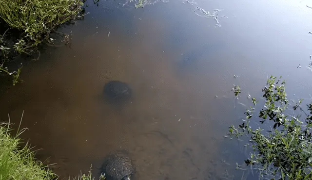 Arroja carnada a extraño río y aterradora criatura surge para devorarla en segundos [VIDEO]