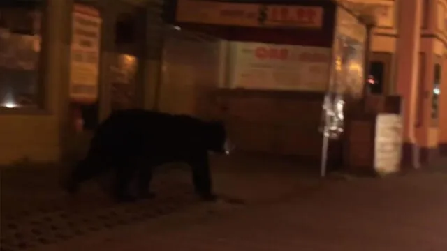 YouTube: encontraron oso salvaje en la calle y sucede algo inesperado [VIDEO]