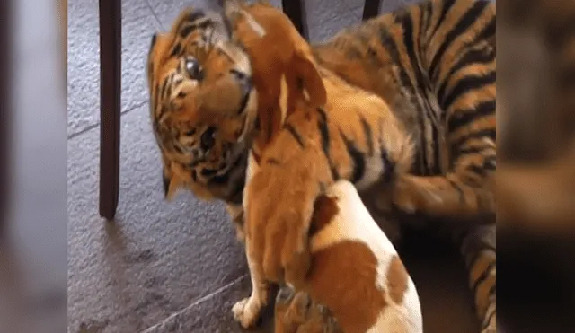 Vía Facebook: ¿Tigre salvaje devoró a un perro? Video asustó a miles y esta es la verdad